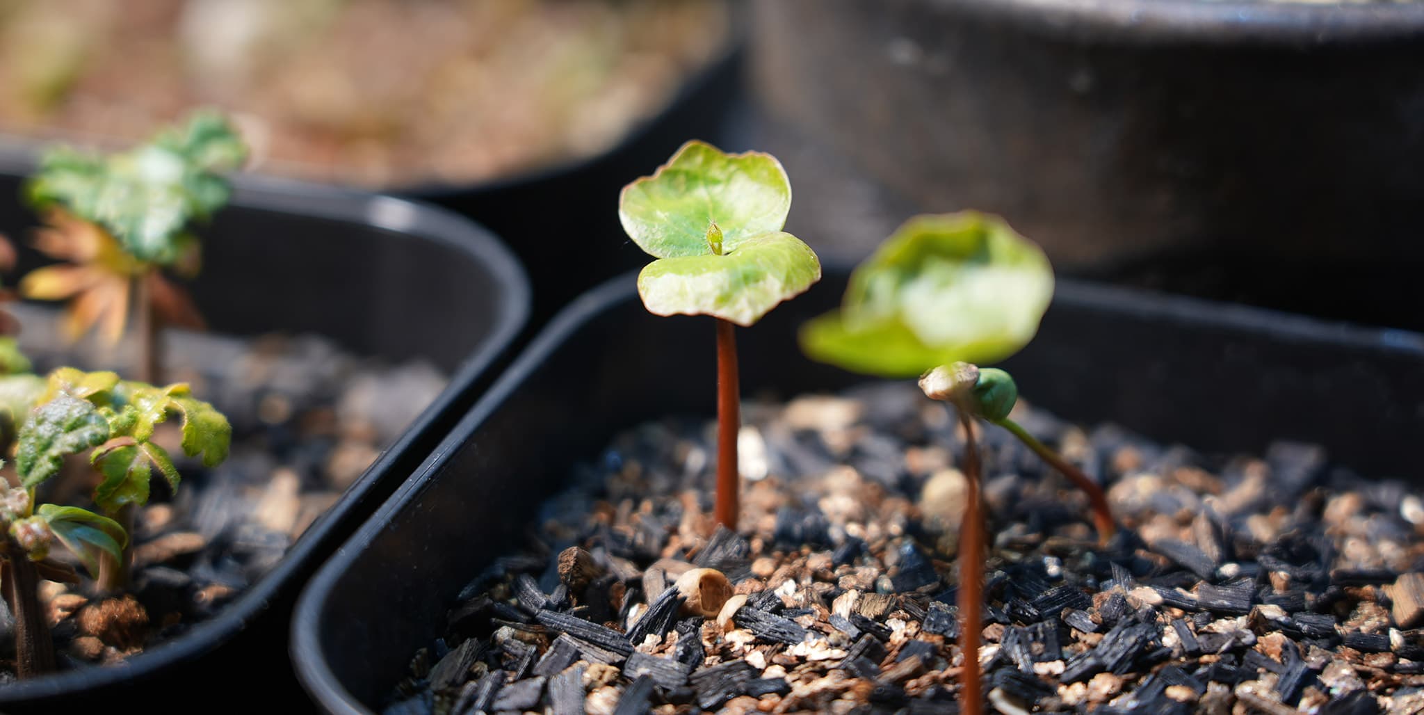 コミフォラ モンストローサ 実生 - 植物/観葉植物